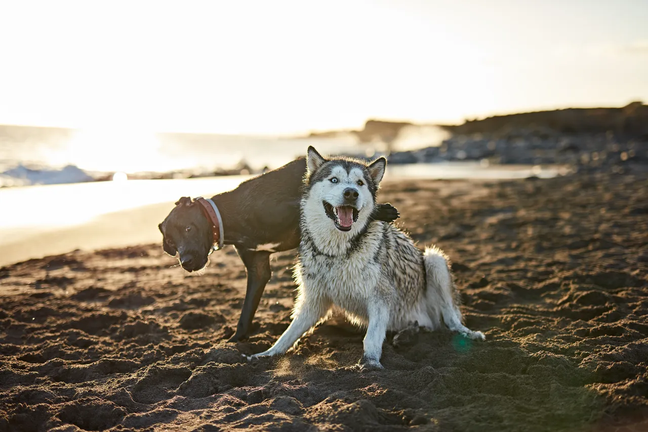 Dove andare in vacanza con il cane? Le spiagge e strutture pet friendly